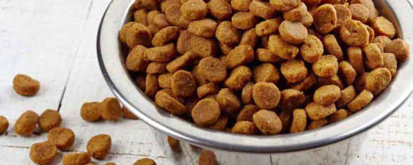 Croquette chien