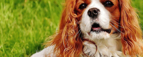 cavalier king Charles